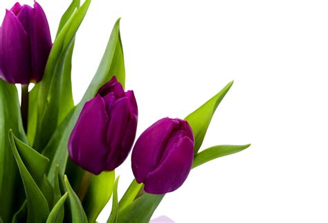 Purple Tulips Wallpapers - Wallpaper Cave