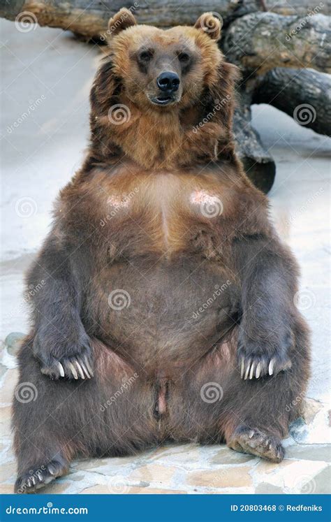 Brown bear in a funny pose stock photo. Image of angry - 20803468