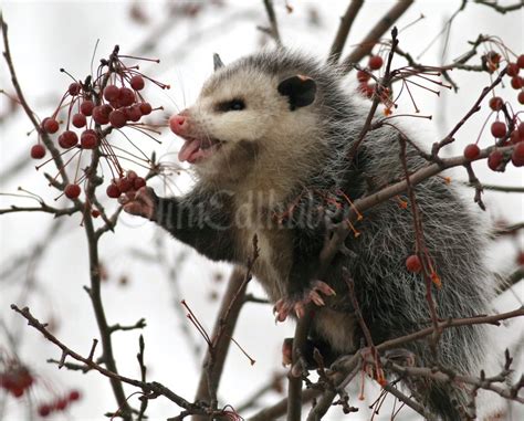 Opossum eating fruit in a tree in Waukesha County Wisconsin on December ...