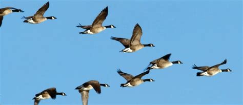 Why Do Birds Fly in a V Formation? [Is It Instinctive!?] - Birdwatching Buzz