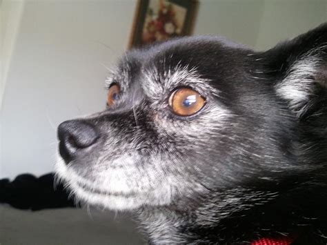 Foxy-rescued schipperke-chihuahua mix | Chihuahua mix, Chihuahua ...