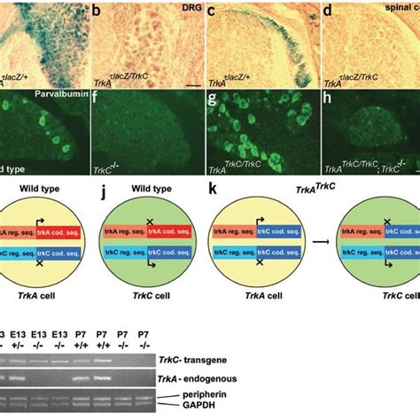 Mice engineered to express tau-lacZ (lacZ) fusion protein from the TrkA ...