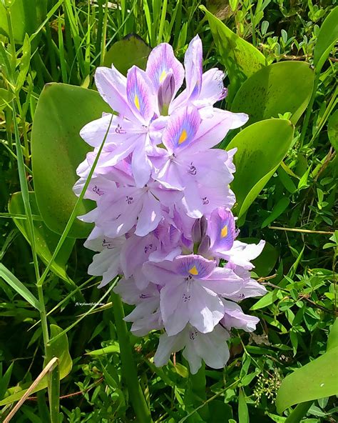 My Beautiful Garden - "Pontederia crassipes, commonly known as common water hyacinth, is an ...