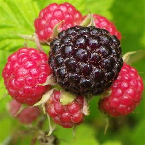 I was surprised to learn that black raspberries don't range all over the US, so I wrote an ...