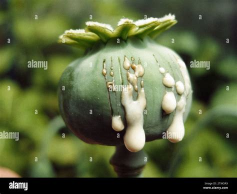 OPIUM POPPY - HARVESTING OPIUM Stock Photo - Alamy