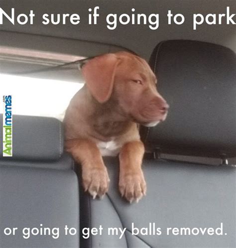 Dog memes Suspicious dog is suspicious... Check more at http://www ...