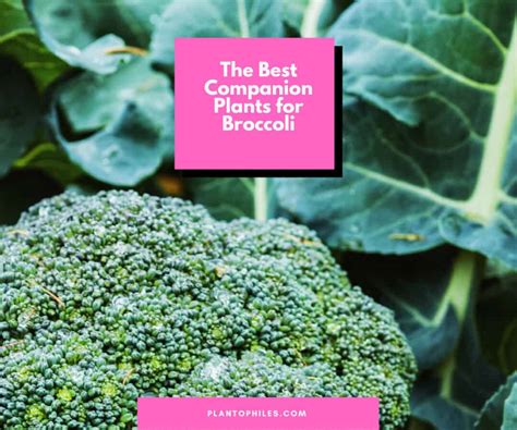 9 Best Broccoli Companion Plants You Need To Know