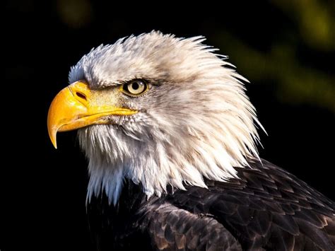 6 Wonderful Attributes of Eagle Animal Totem - Sentient Muse 6 ...