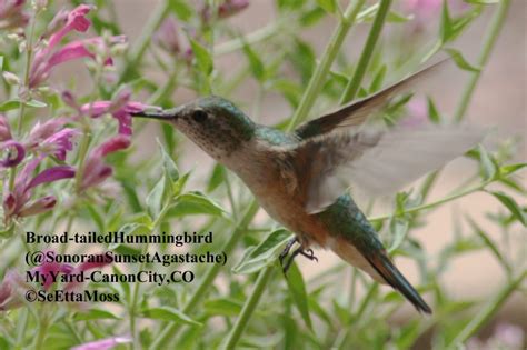 Hummingbirds as pollinators - Birds and Blooms