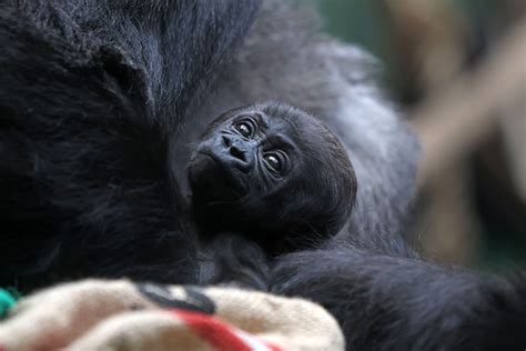 Critically Endangered Gorilla is Born at London Zoo