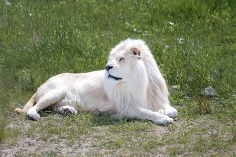 6 Different Types of Lions Around the World