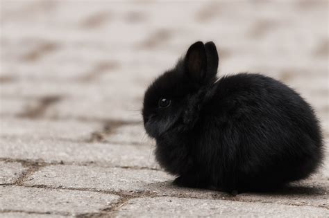 Cute Baby Black Rabbit