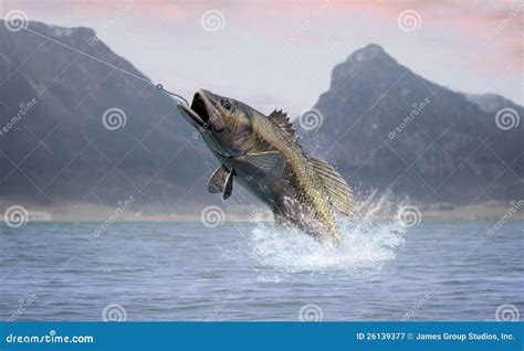 Great Catch stock image. Image of water, nature, lure - 26139377