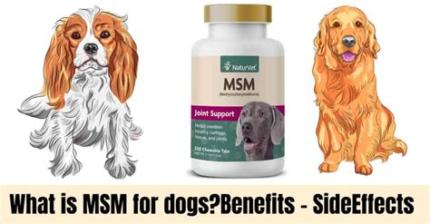 What is MSM for dogs? (Methylsulfonylmethane) Complete Guide