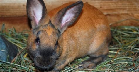 Cinnamon Rabbit Breed Information and Pictures - PetGuide.com | PetGuide