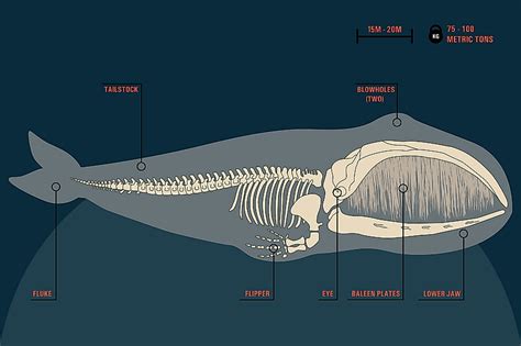 Are Whales Mammals? - WorldAtlas