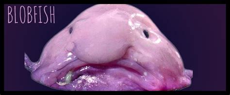 Blobfish - Untamed Science