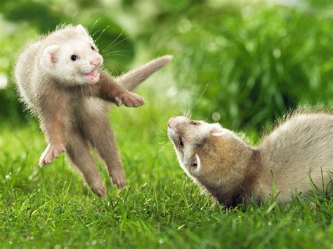 Cute Ferrets Photos | Funny And Cute Animals