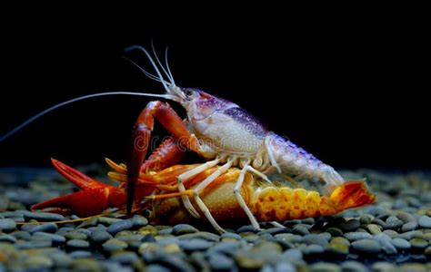 Crayfish Breeding in Aquarium Stock Image - Image of closeup, hybridize ...