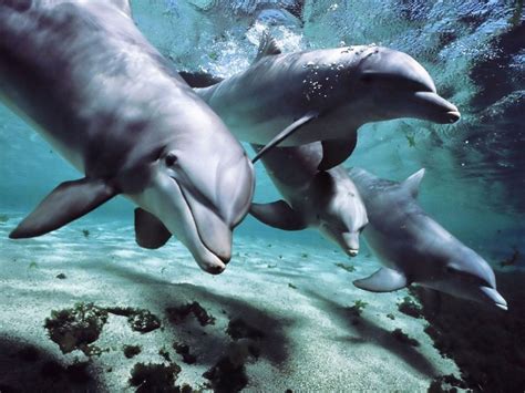 Free Dolphin Wallpapers For Desktop - Wallpaper Cave