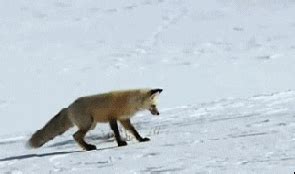 Fox Jumping GIF - Find & Share on GIPHY