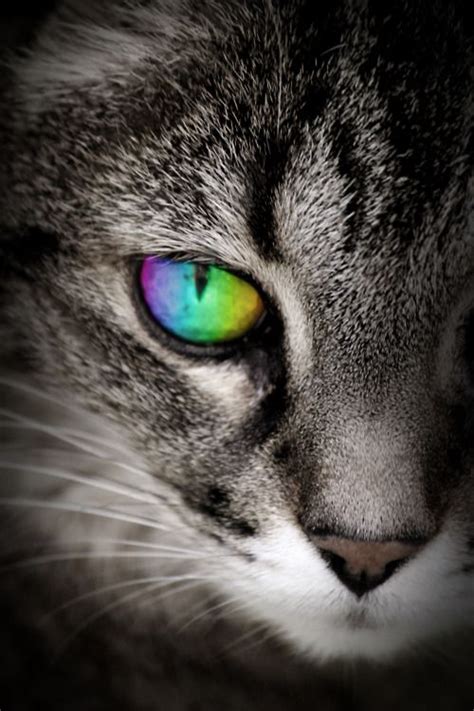 106 best images about Cat Eyes on Pinterest | Cats, Different colored ...