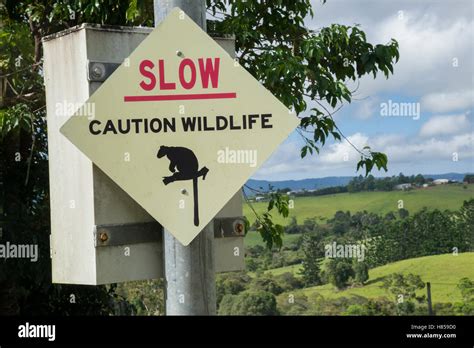 Lumholtz's Tree-Kangaroo (Dendrolagus lumholtzi) roadkill prevention sign, Atherton Tableland ...