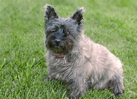 Cairn Terrier - Puppies, Rescue, Pictures, Information, Temperament ...