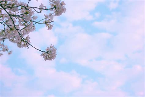 Blue Skies · Free Stock Photo