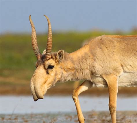 Awesome Animal - Saiga Antelope - Stan C. Smith