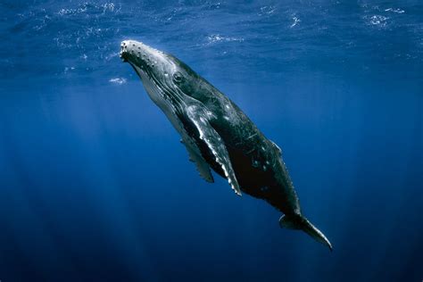 Image result for humpback whale close up | Humpback whale, Whale ...