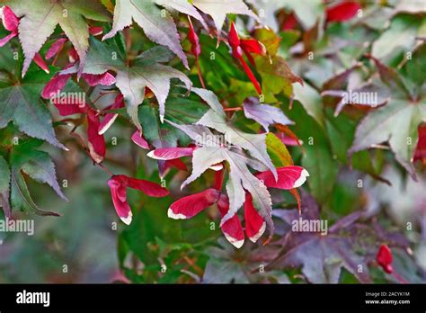 Japanese maple (Acer palmatum) seeds Stock Photo - Alamy