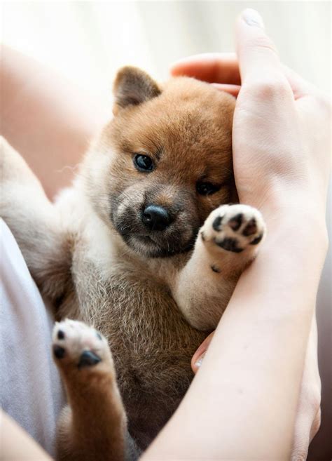 228 best Shiba Inu images on Pinterest | Doggies, Cubs and Doge