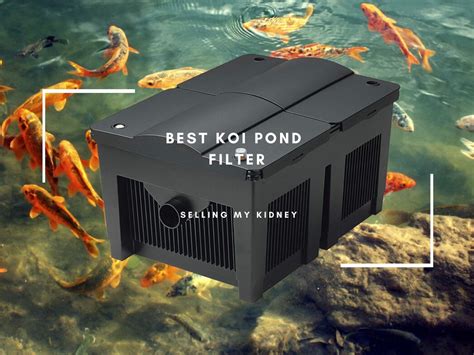 The Best Koi Pond Filter Reviews and Buying Guide [2022]