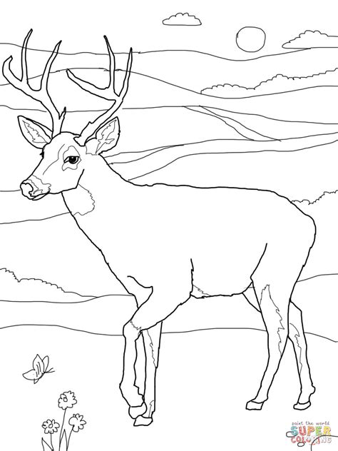 White-Tailed Deer coloring page | Free Printable Coloring Pages