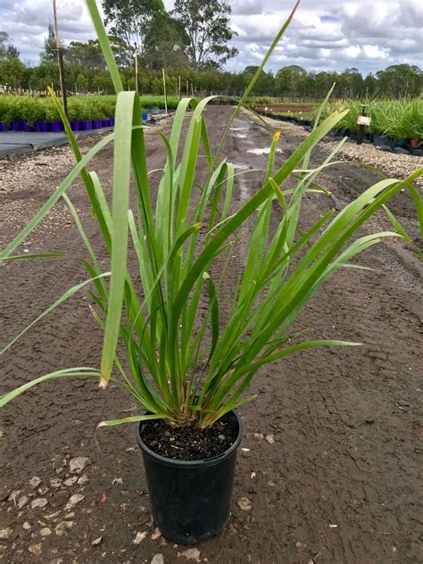 Lomandra longifolia - Andreasens Green