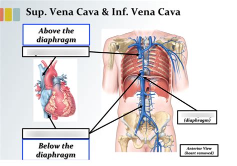 Superior and inferior vena cava Diagram | Quizlet