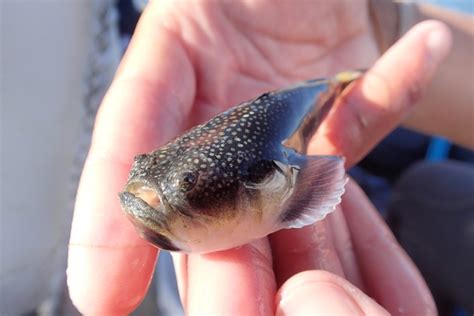 Northern Stargazer - Barnegat Bay Partnership