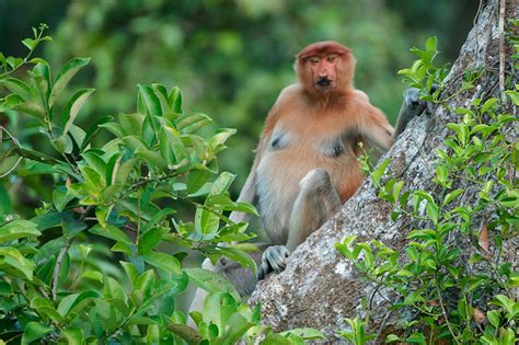 Female Proboscis Monkey