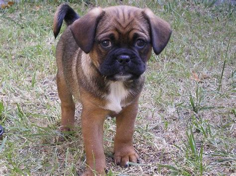 Humphrey the Pugalier by Sandie13 | Pugalier, Hybrid dogs, Baby pugs