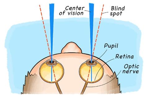 Find Your Blind Spot! - Scientific American