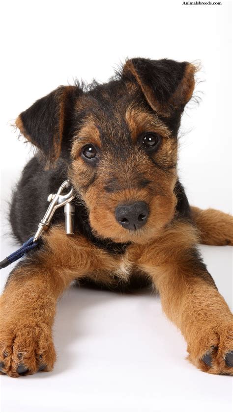 Airedale Terrier - Puppies, Rescue, Pictures, Information, Temperament, Characteristics ...