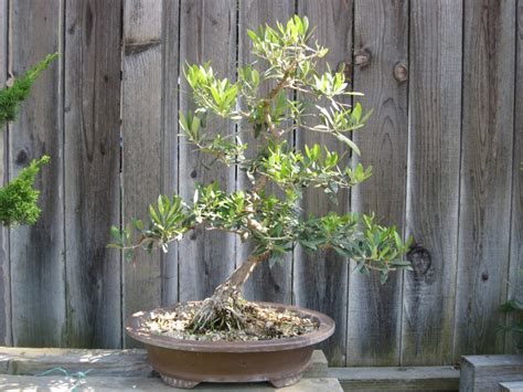 Olive Bonsai | kuromatsubonsai.com