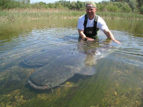 Pin by Bill Barrick on Fishing tips | Catfish pond, Fish, Catfish fishing