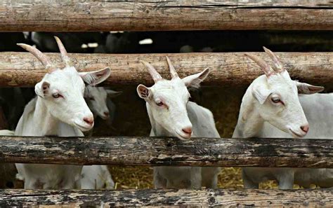 Goat Farming In The Philippines - Goat Breeds | Agri Farming