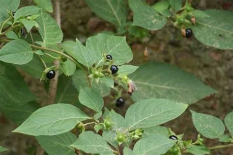 Belladona - Plantas medicinales - Propiedades de la belladona - Cultivo ...