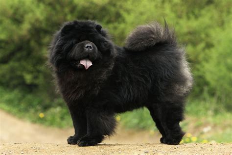 Chow Chow | Dog Breed, Description, Temperament, & Facts | Britannica