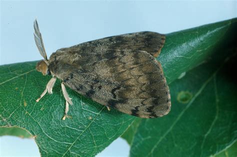 CT Gypsy Moth - Information for Tree and Woodland Owners