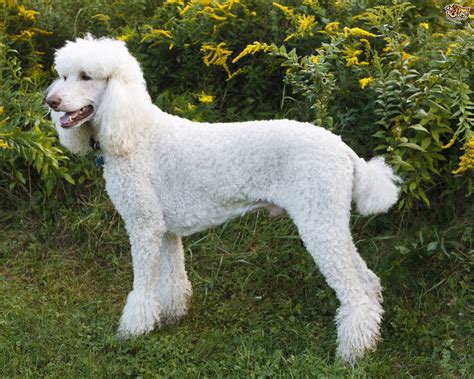 Standard Poodle Dog Breed Information, Buying Advice, Photos and Facts | Pets4Homes