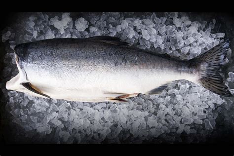 Whole Wild Pink Salmon - Loki Fish Company